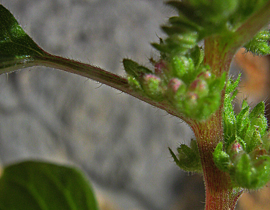 Image of Parietaria chersonensis specimen.