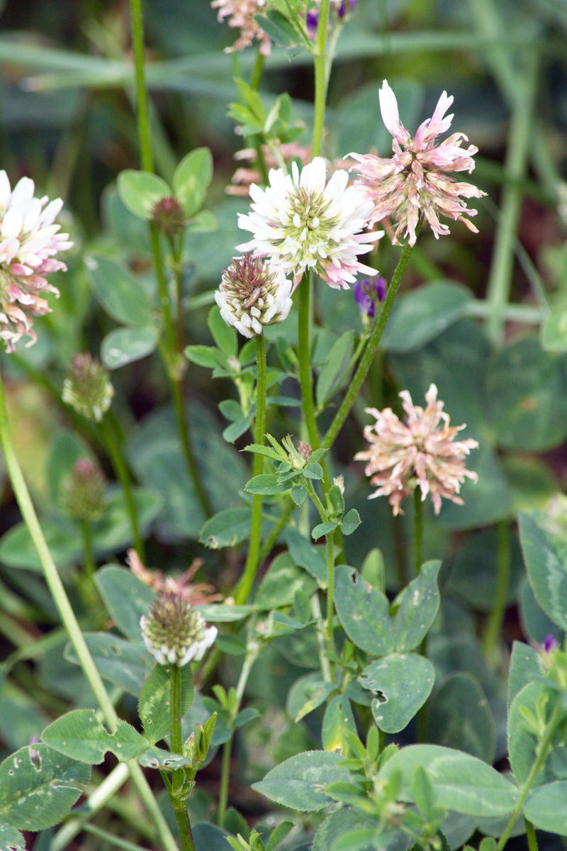 Image of Trifolium ambiguum specimen.