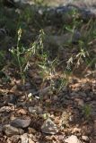 Trigonella strangulata