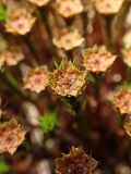 род Polytrichum