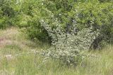View full-size image Crataegus orientalis