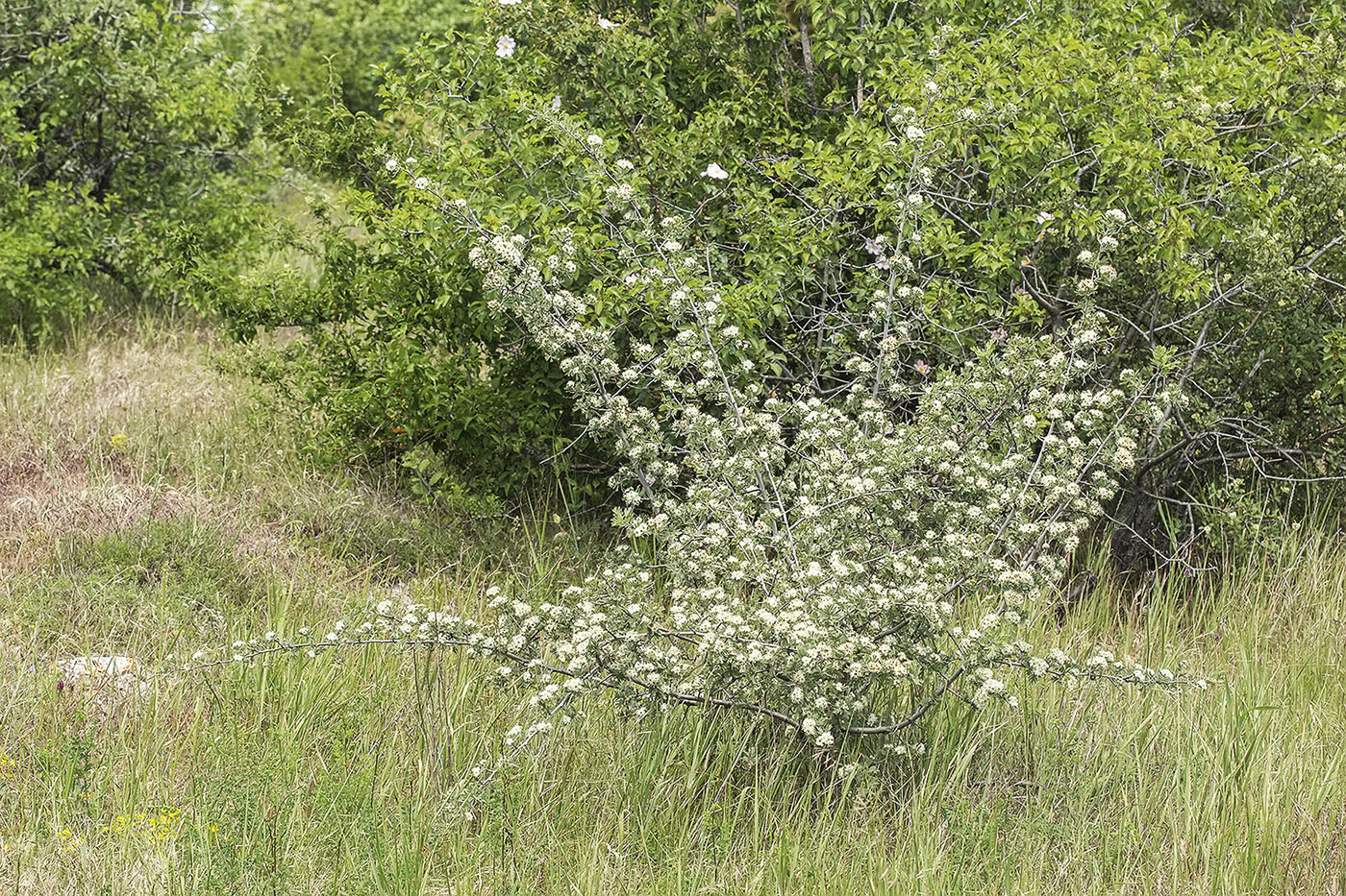 Image of Crataegus orientalis specimen.