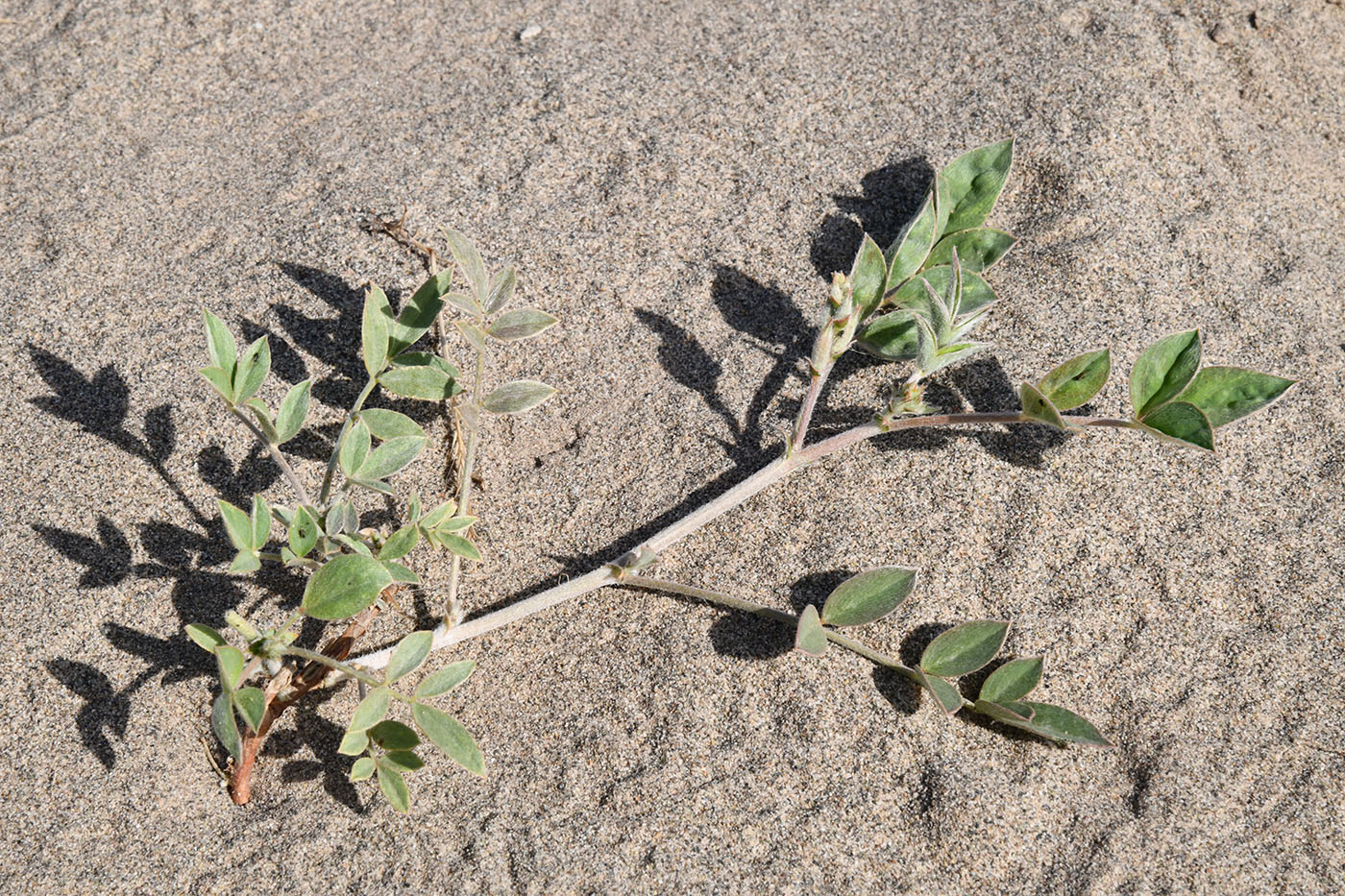 Image of ordo Fabales specimen.