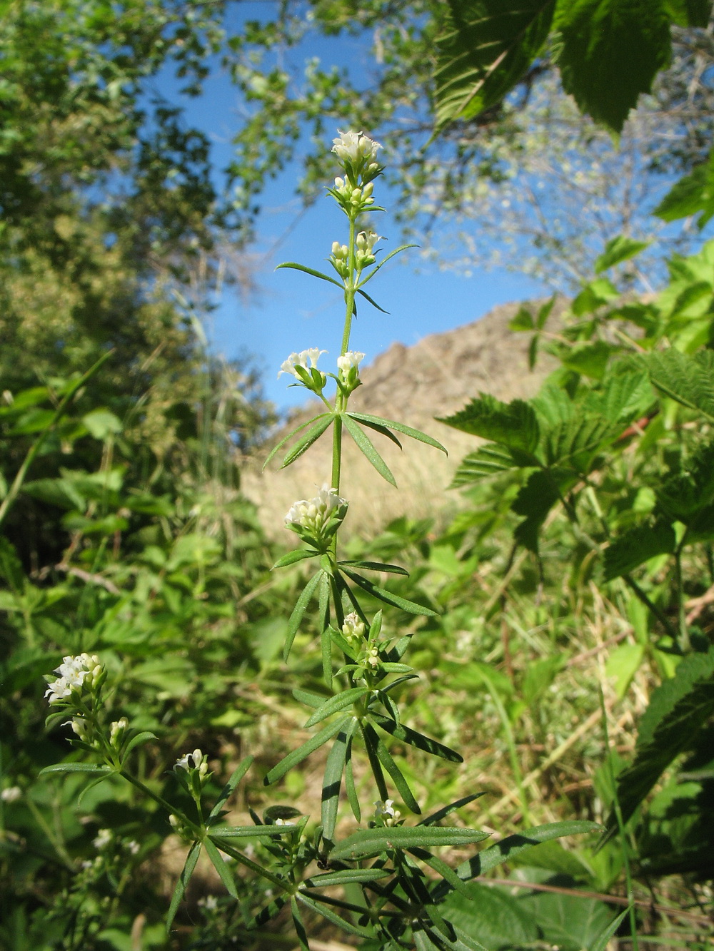 Image of Galium humifusum specimen.