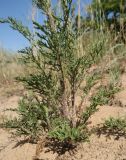 Senecio borysthenicus