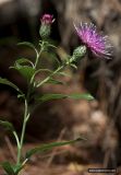 Klasea quinquefolia