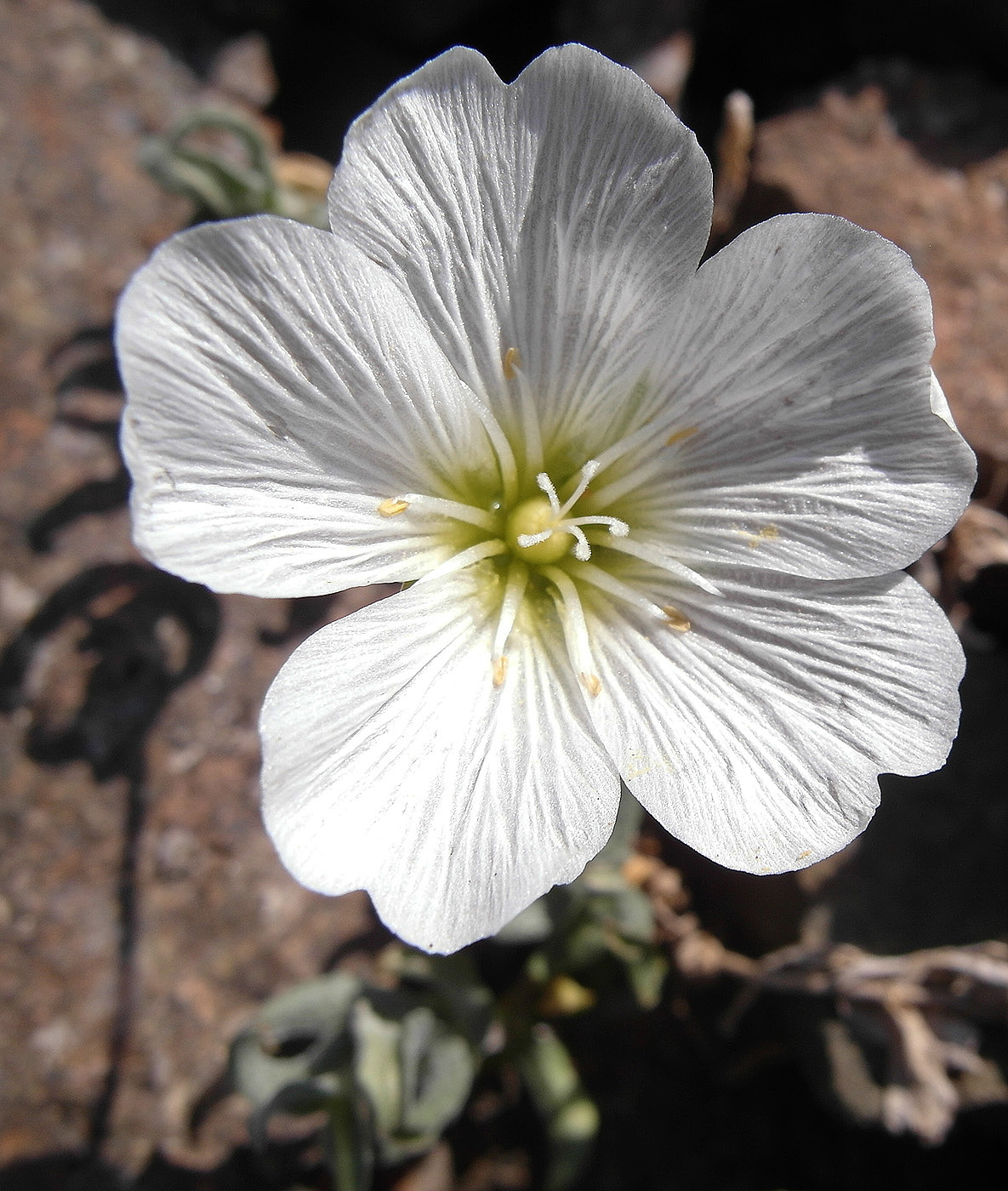 Image of Cerastium lithospermifolium specimen.