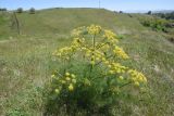 genus Ferula