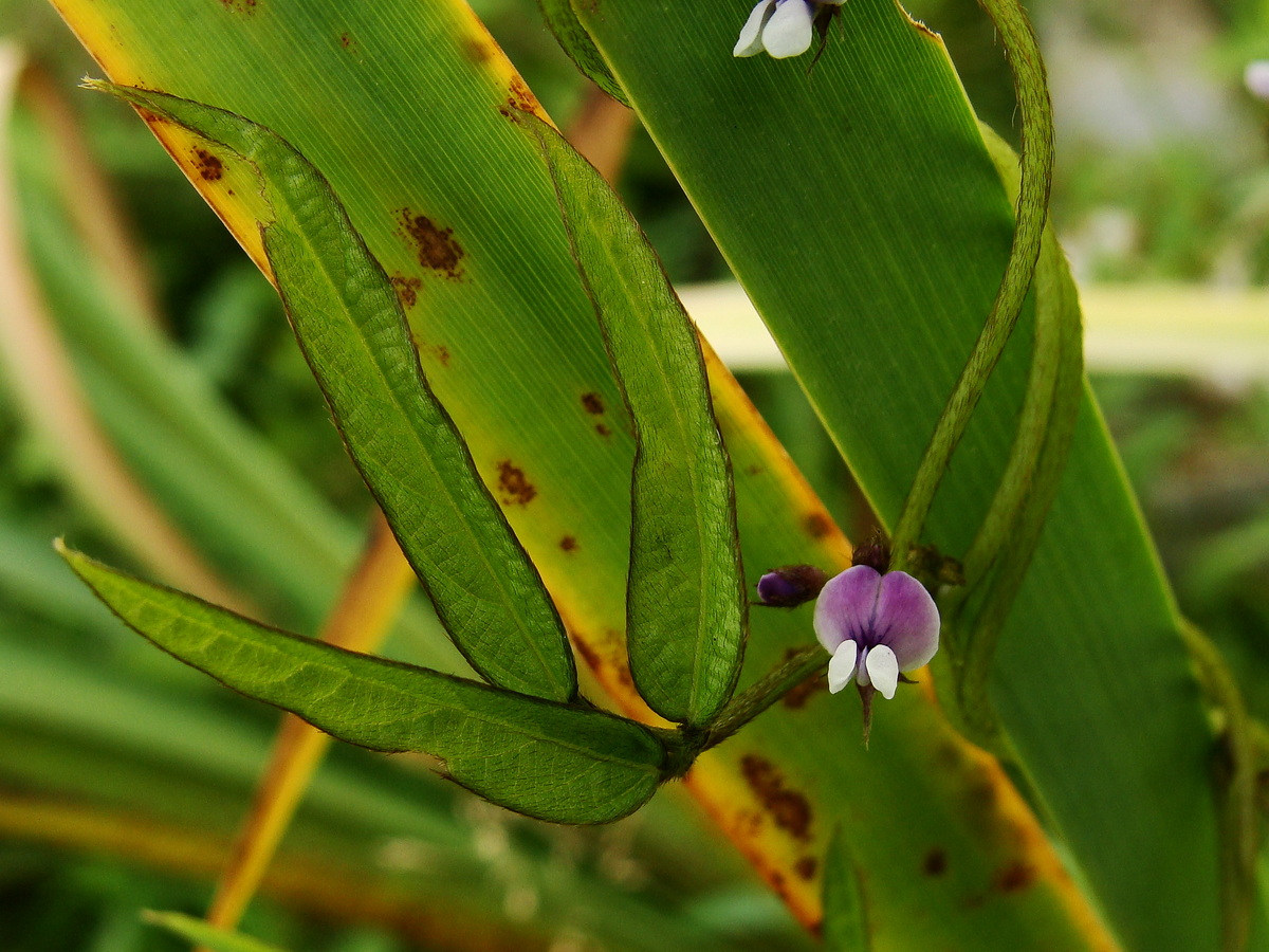 Изображение особи Glycine soja.