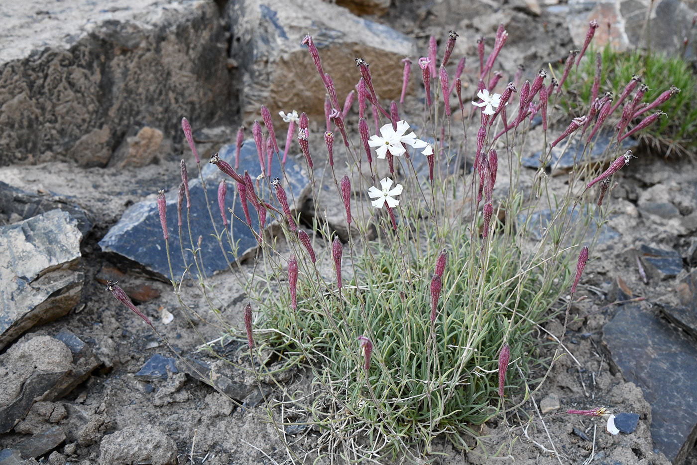 Изображение особи Silene microphylla.