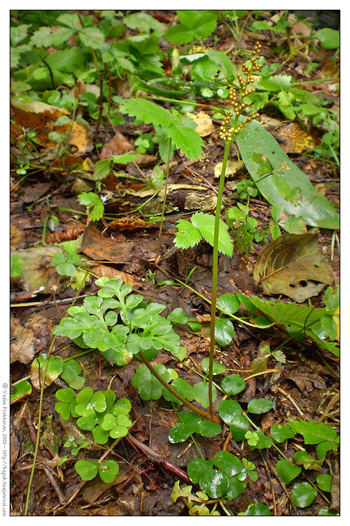 Изображение особи Botrychium multifidum.