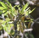 род Fraxinus