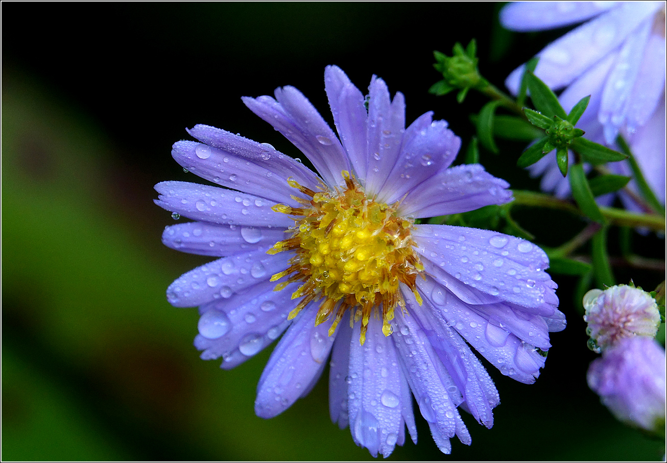 Изображение особи род Symphyotrichum.