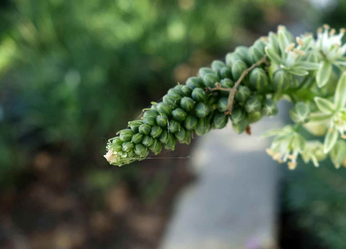 Изображение особи Albuca bracteata.