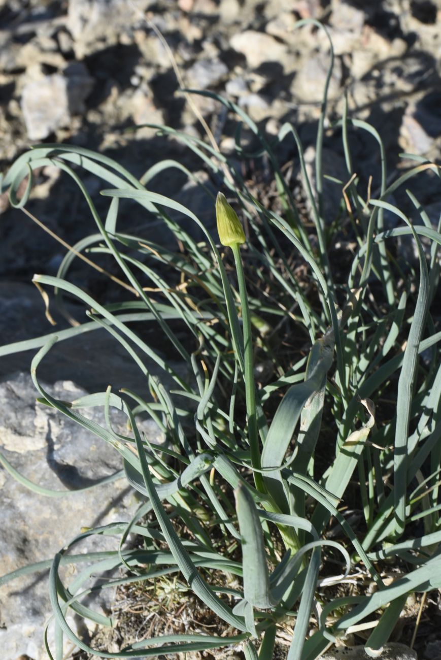 Image of genus Allium specimen.