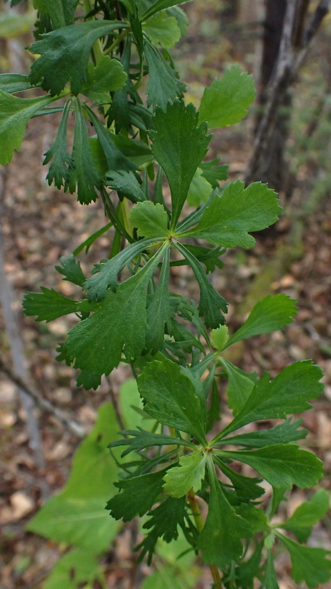 Image of Artemisia desertorum specimen.