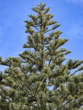 Araucaria heterophylla. Верхушка кроны. Португалия, Азорские о-ва, о-в Сан-Мигел, г. Понта-Делгада, в культуре. 11.08.2025.