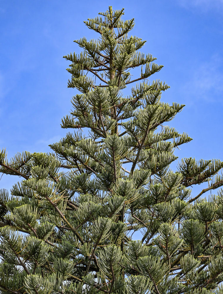 Изображение особи Araucaria heterophylla.