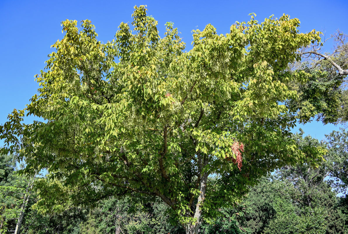 Image of Acer negundo specimen.