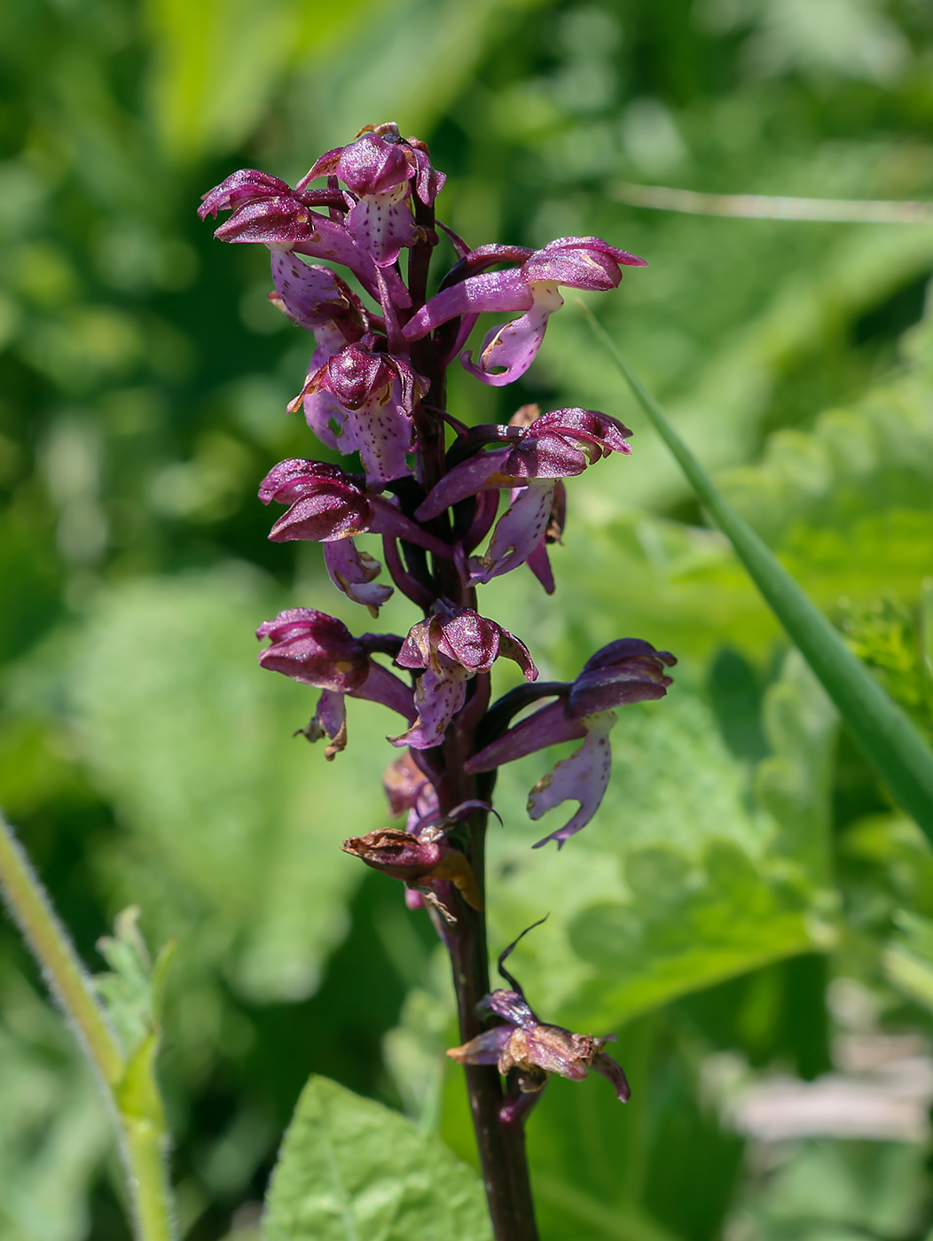Изображение особи Orchis spitzelii.