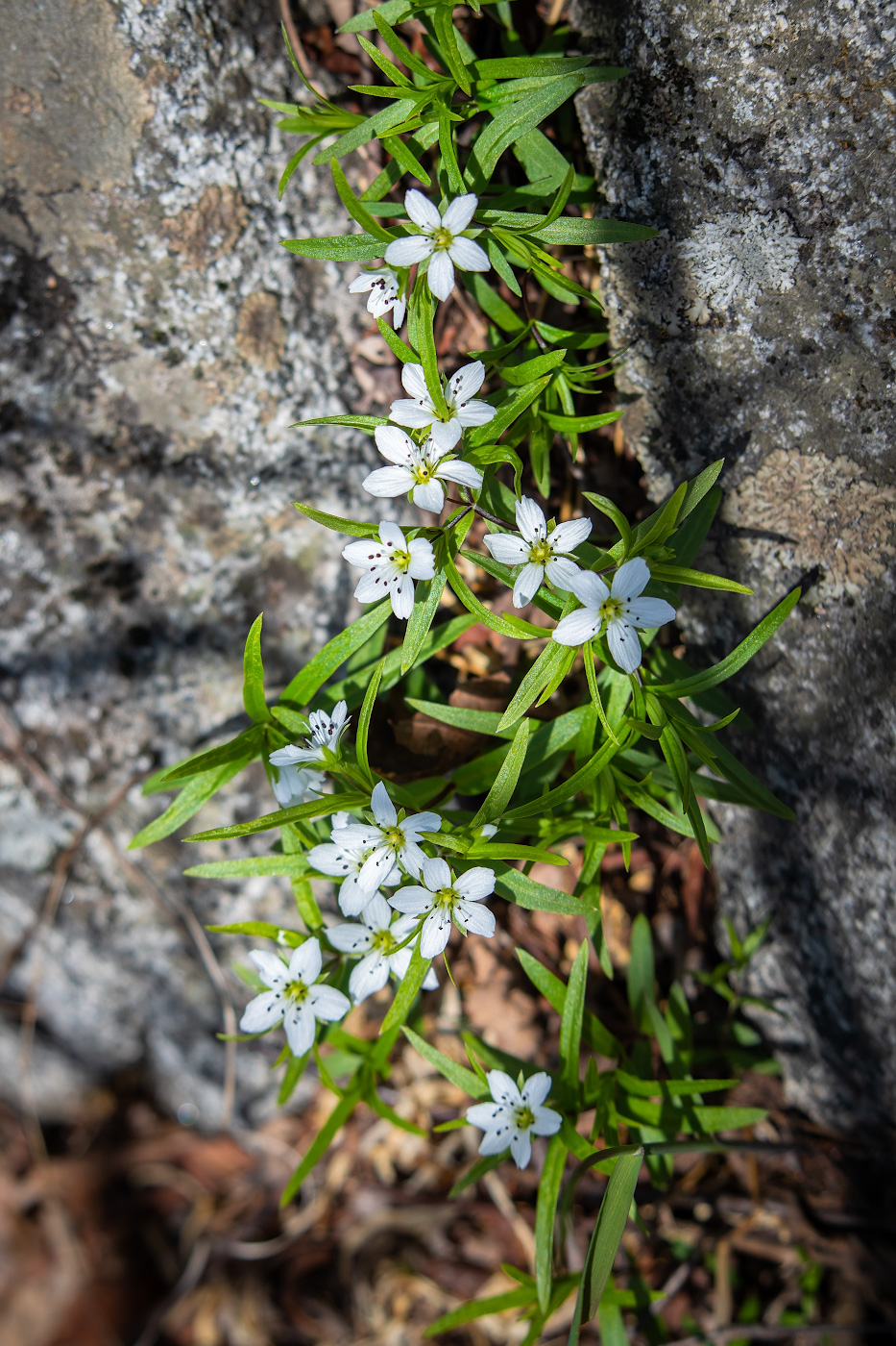 Image of Pseudostellaria rigida specimen.