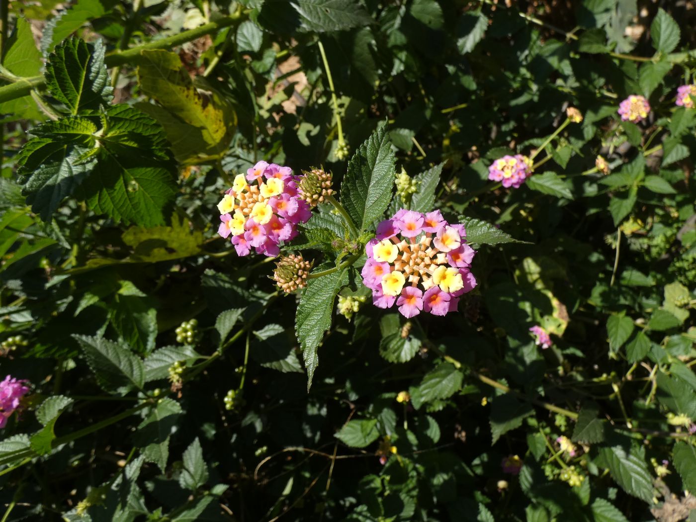 Изображение особи Lantana × strigocamara.