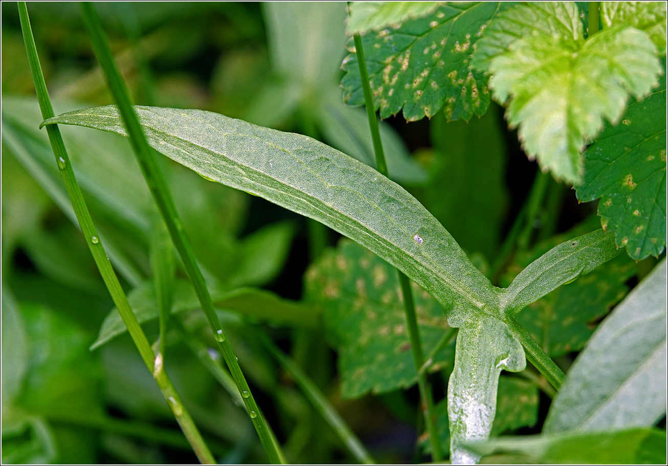 Image of Rumex acetosella specimen.