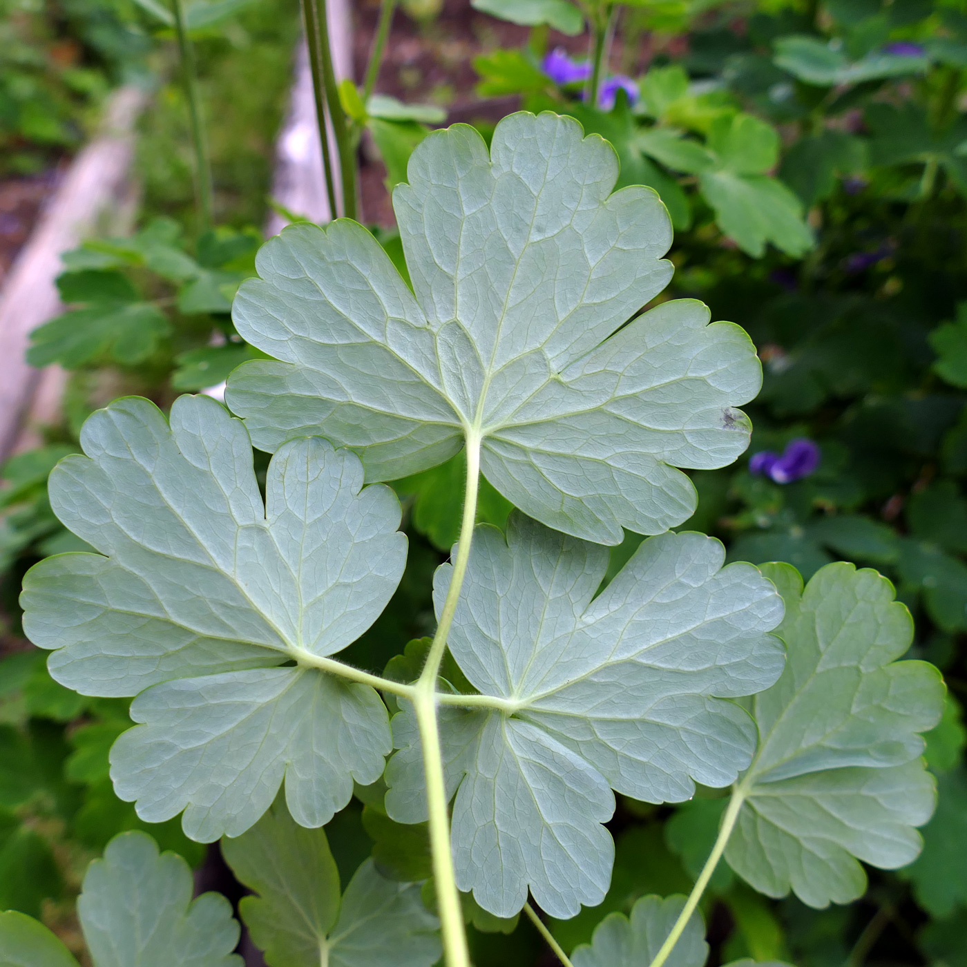 Изображение особи Aquilegia vulgaris.