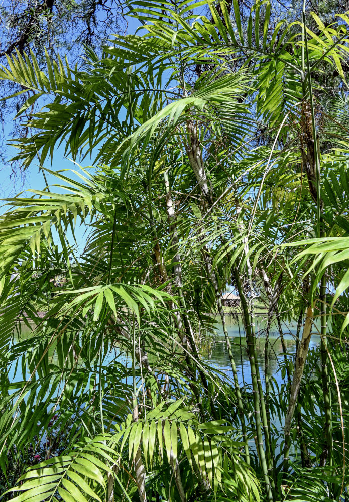 Изображение особи Chamaedorea seifrizii.