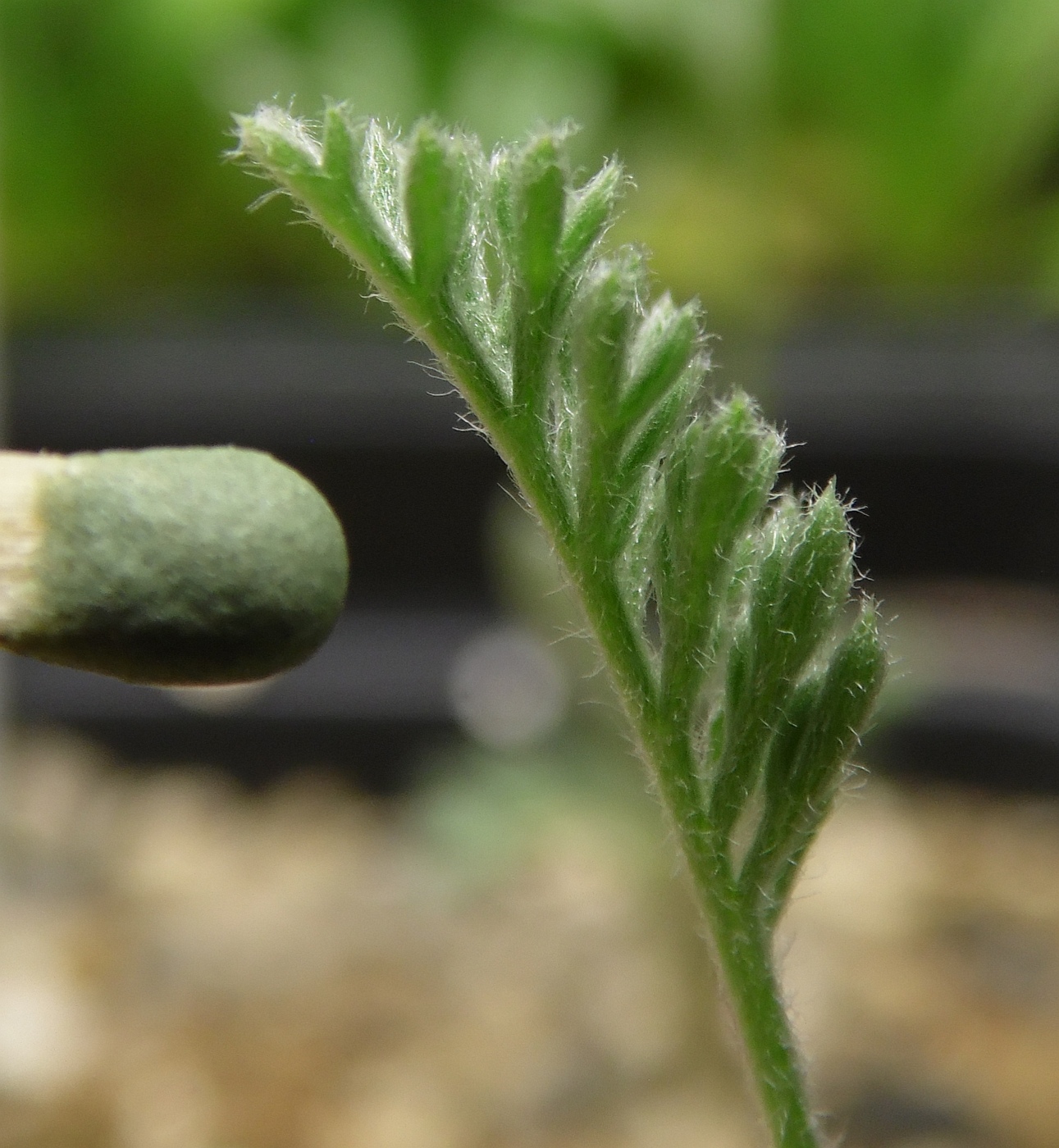 Image of Anthemis marschalliana specimen.