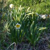 Narcissus pseudonarcissus