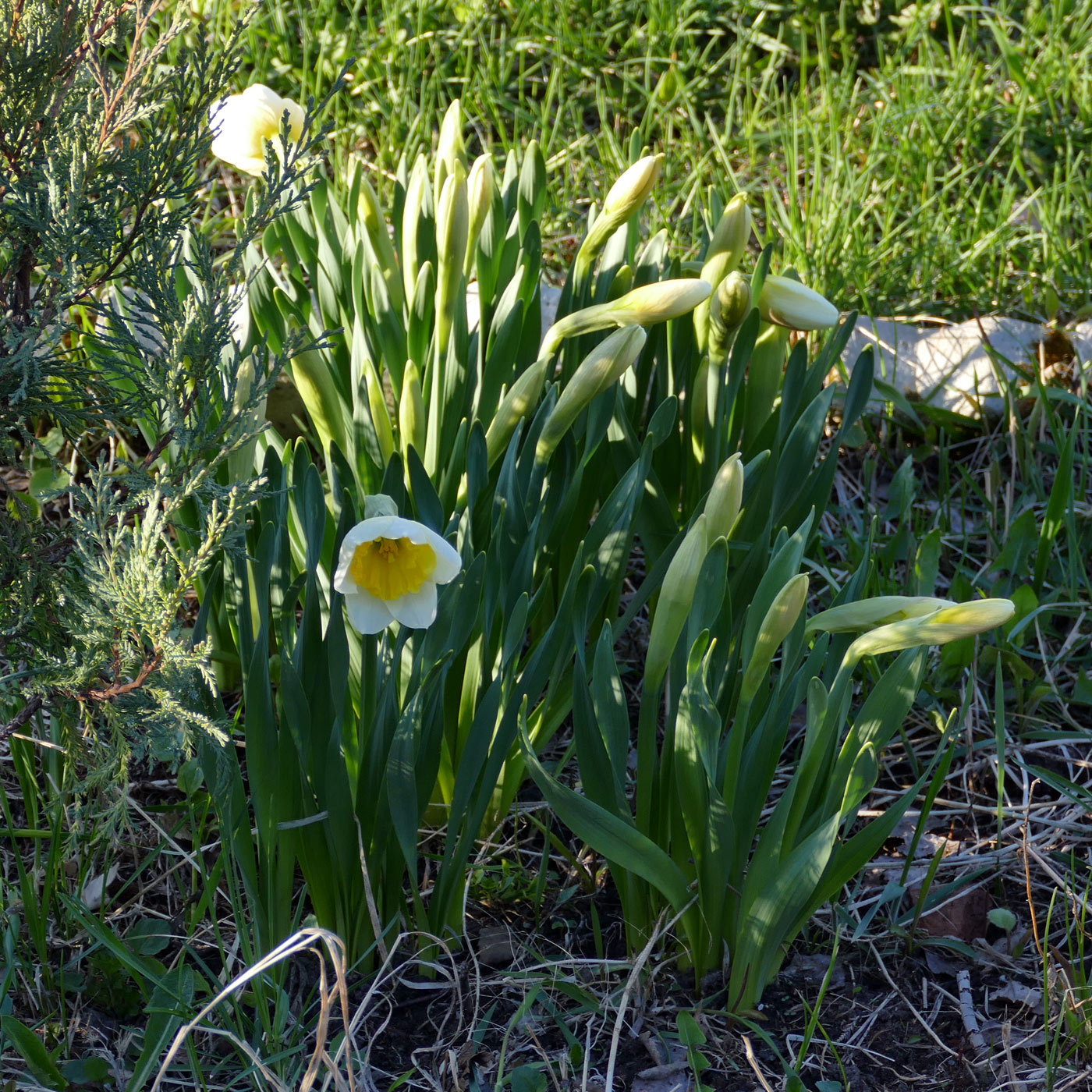 Image of Narcissus pseudonarcissus specimen.