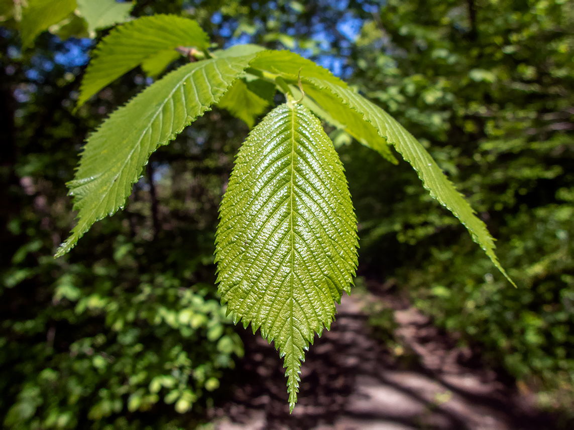 Изображение особи род Ulmus.