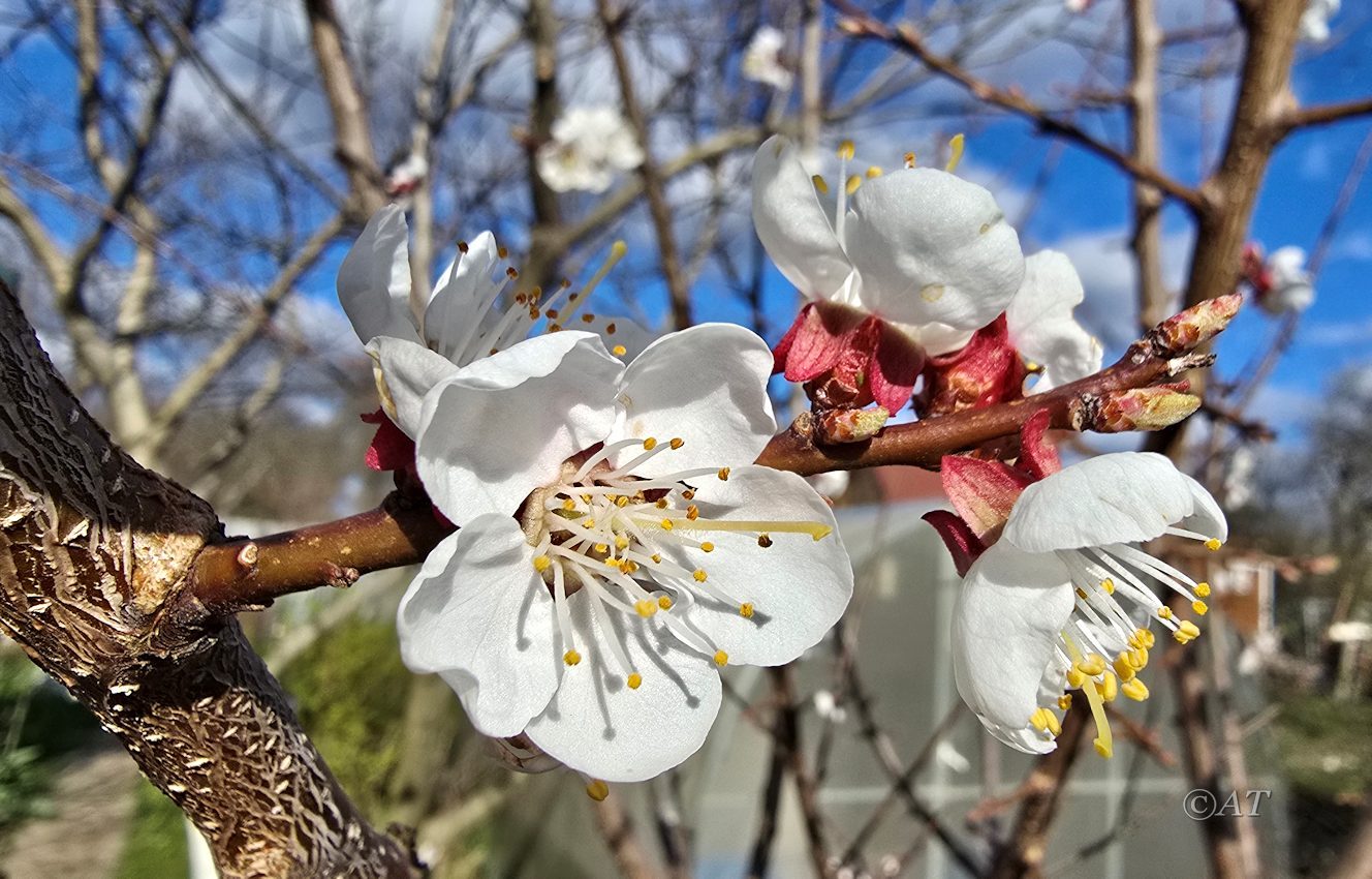 Изображение особи Armeniaca vulgaris.