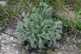 Artemisia absinthium. Вегетирующее растение. Липецкая обл., Задонский р-н, запов. \"Галичья гора\", подножие каменистого склона. 10.05.2026.