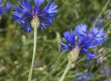 Centaurea cyanus