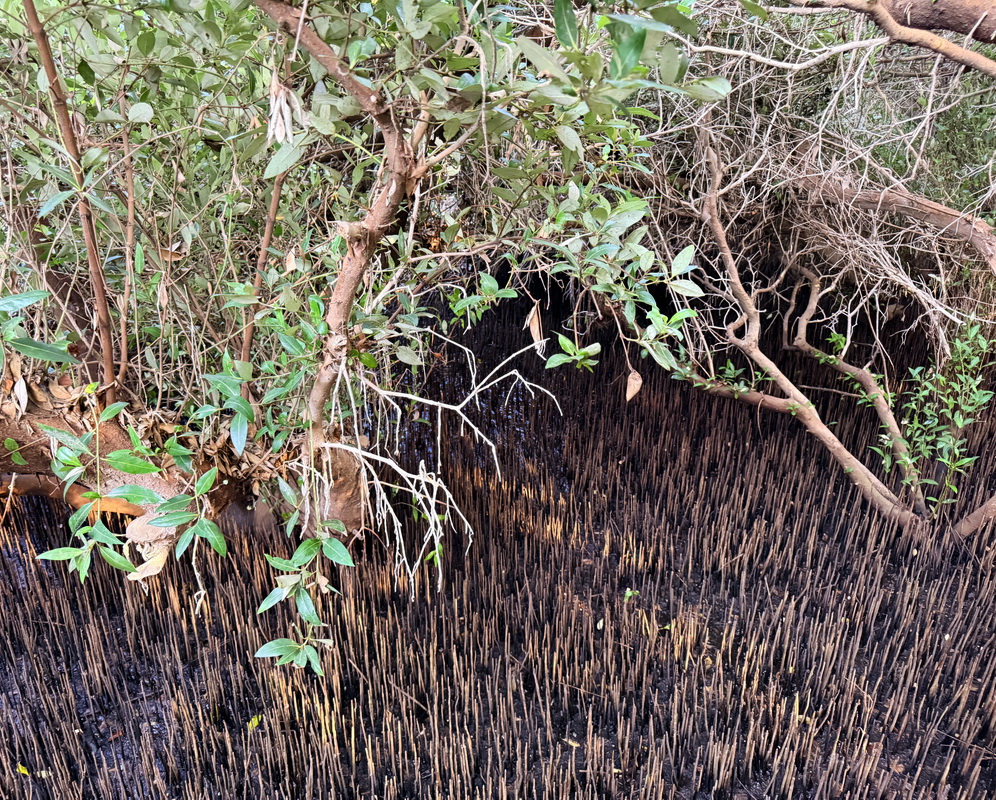 Image of Avicennia marina specimen.