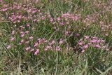 Centaurium pulchellum. Цветущие растения. Крым, Севастополь, Инкерман, пустырь. 07.07.2026.