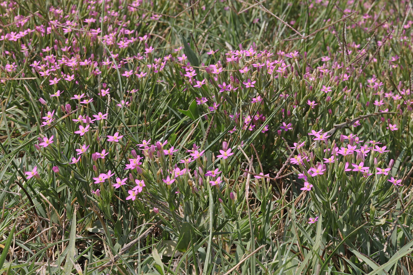 Image of Centaurium pulchellum specimen.