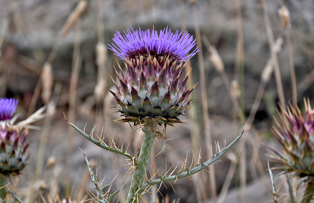 Image of Cynara cardunculus specimen.