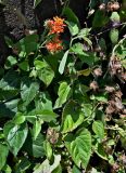 Pseudogynoxys chenopodioides. Верхушки цветущего и плодоносящего растений. Португалия, о-в Мадейра, г. Фуншал, в культуре. 09.06.2026.