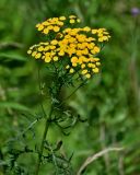 Tanacetum vulgare