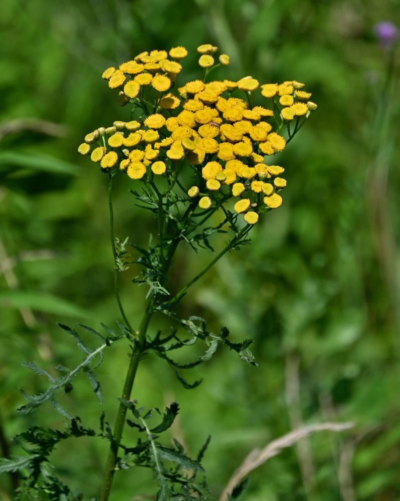 Image of Tanacetum vulgare specimen.