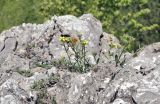 род Erysimum. Цветущее растение. Крым, Караби-яйла, ур. Чигенитра, скальный выход. 16.05.2026.