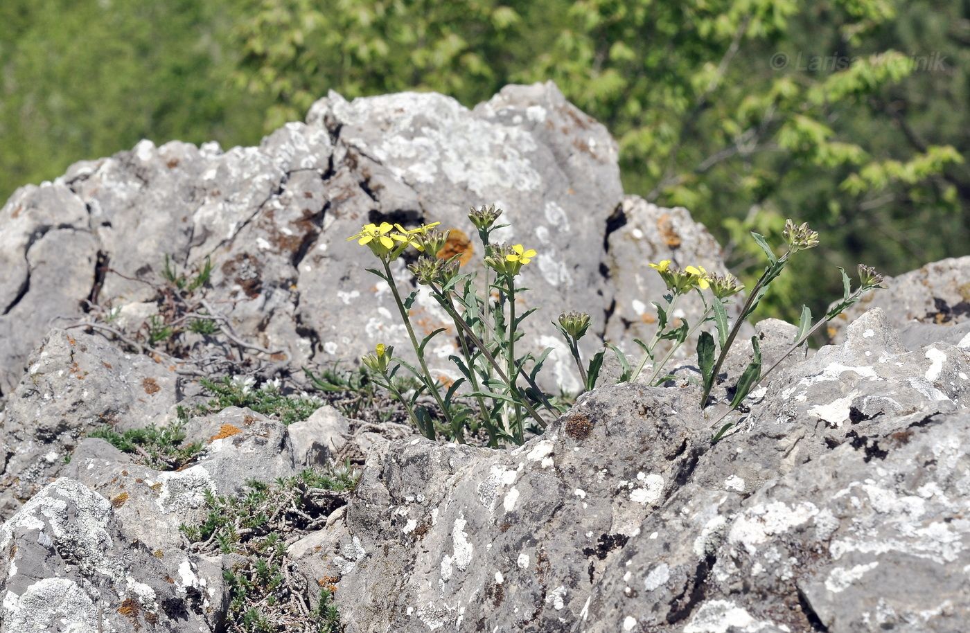 Image of genus Erysimum specimen.