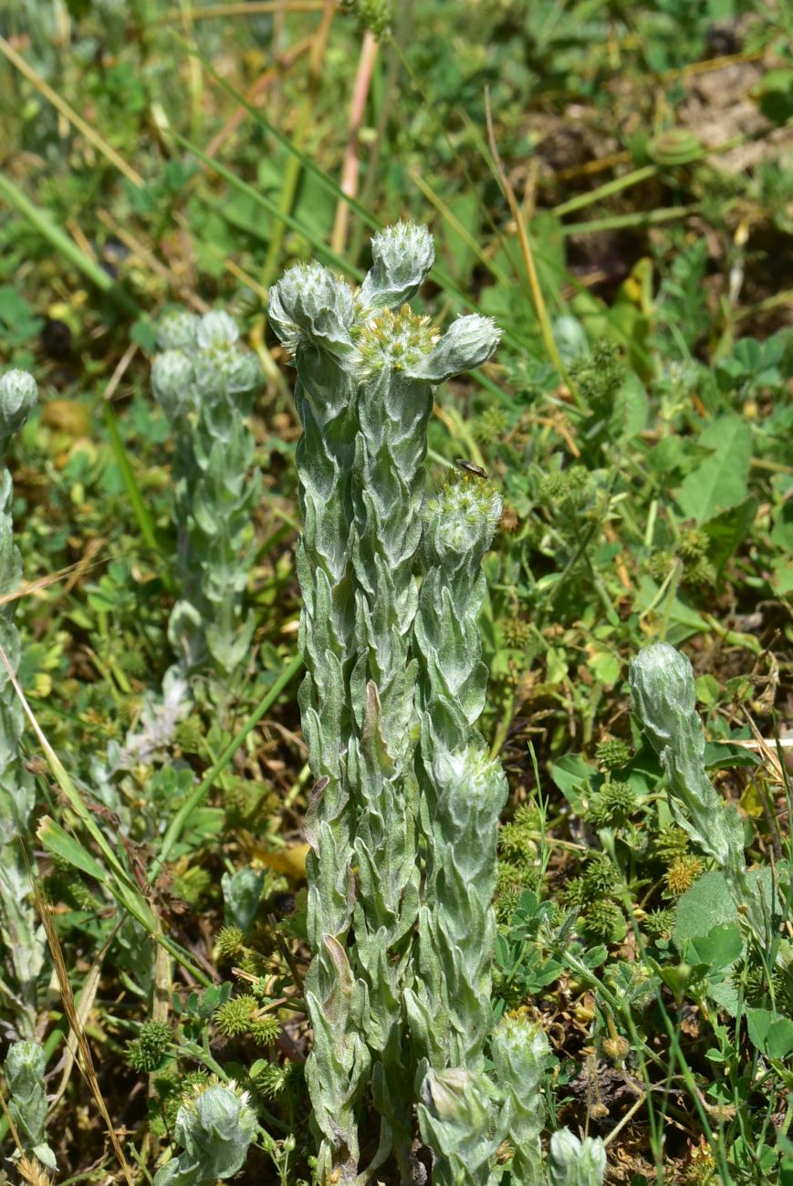 Image of genus Filago specimen.