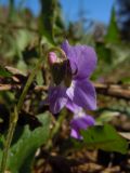 Viola hirta