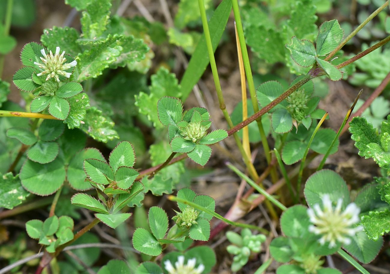 Image of genus Trifolium specimen.