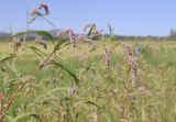 Persicaria maculosa. Верхушка побега с соцветиями. Испания, Каталония, пров. Жирона, комарка Баш Эмпорда, муниципалитет Пальс, кромка заливного поля с посевами Oryza sativa. 11.09.2026.