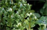 Buxus sempervirens. Молодые побеги. Московская обл., Раменский р-н, окр. дер. Хрипань, садовый участок. 08.07.2026.